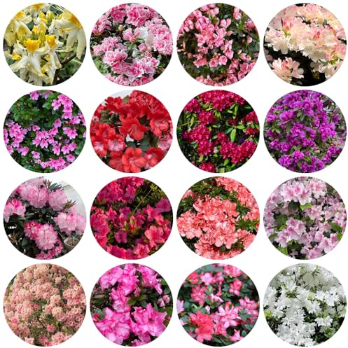 semi di rododendro - esotiche, azalea resistente per esterni decorazione soggiorno 200pcs