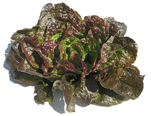 Bronze Mignonette Lettuce Butterhead Seeds - 100 Count Seed Pack - Non-GMO - A Heat-Tolerant and Slow to Bolt butterhead Lettuce Variety That has Been Around for Over 100 Years. - Country Creek LLC