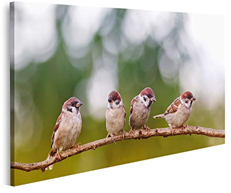 islandburner Bild auf Leinwand Lustige Spatzen Vögel Gruppe Frühling Bilder Wandbilder Poster