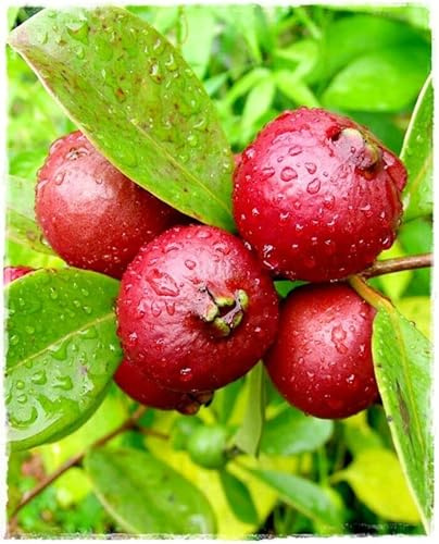 Vivaio Garden Forest - Guava Rossa (Psidium cattleianum sabine) – Pianta da Frutto Tropicale in Vaso – Frutti Rosso Scuro dal Sapore di Fragola, Ricchi di Vitamina C