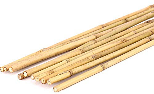 Tonkin Lot de 10 tuteurs en bambou jaunâtre Longueur 200 cm Diamètre 1,4-1,6 cm