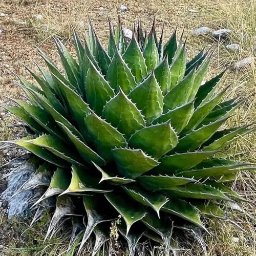 Semi resistenti di Agave americana, vecchie varietà semi per aiuole rialzate esotiche di selvatiche rare da balcone aromatiche resistenti 150pcs