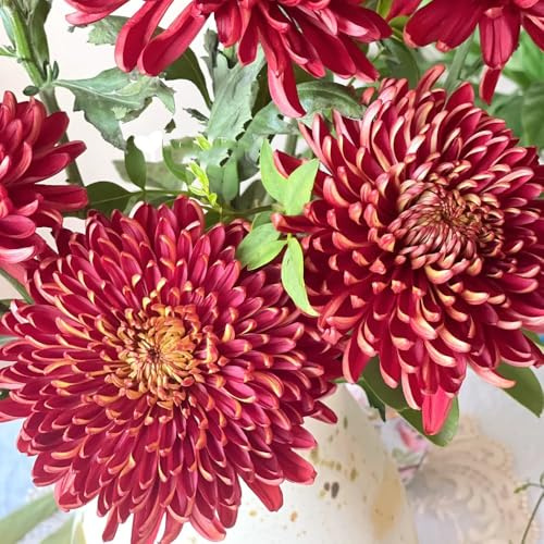 Semi di crisantemo, Le perenni sono Semi di perenni da balcone resistenti per luoghi soleggiati 50pcs