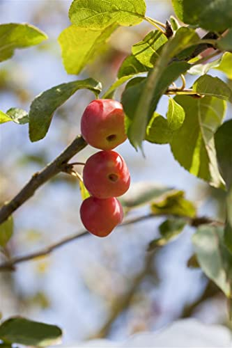 Malus 'Red Sentinel' 80 cm Stammhöhe – Winterhart, Mehrjährig, Pflegeleicht – Zierapfel – Zierbaum für Garten & Kübel