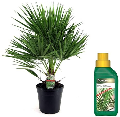 Plant in a Box - Chamaerops Humilis - A basso schermo - Pokon - Palma da giardino - Resistente - Vaso 21cm - Altezza 70-80cm