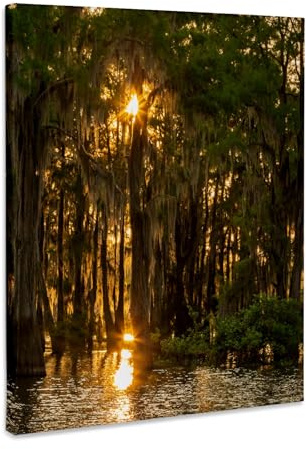 3dRose USA, Louisiana, Atchafalaya Basin. Sun shines through Cypress trees Museum Grade Canvas Wrap 8x10