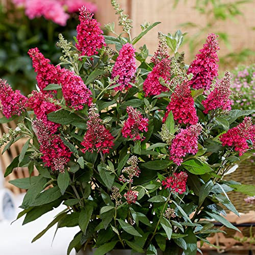 Buddleia Butterfly Candy Little Ruby | Outdoor Flowering Dwarf Butterfly Bush | Deciduous Shrub for Patio Garden in Plant Pot (15-30cm Incl. Pot)