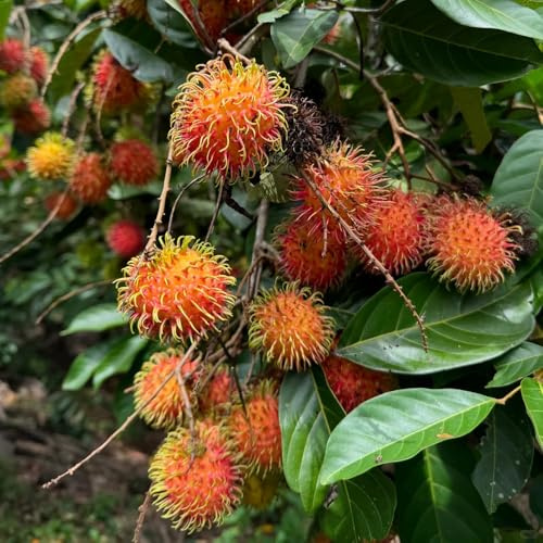 semi di rambutan, da balcone resistenti Nephelium lappaceum, da balcone frutto colonnare, semi rari semi di per il giardino 350pcs