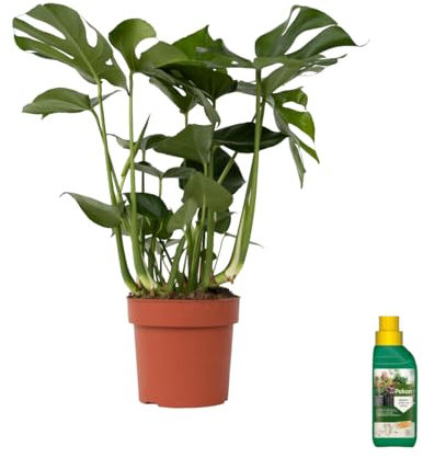 Plant in a Box - Pianta del Formaggio Svizzero - Monstera Deliciosa con Bottiglia di Nutrimento - Altezza 70-80cm - Vaso 21cm - Pianta da Appartamento Tropicale - Robusta e Decorativa