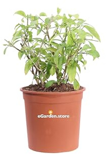 Pianta di Cestrum pianta da esterno cespuglio di Cestrum diverse varietà pianta ornamentale pianta da giardino pianta vera venduta da eGarden.store (Cestrum Nocturnum v.24 cm)