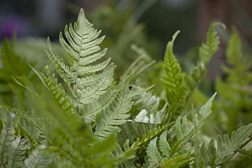 Herbstfarn Dryopteris erythrosora winterhart mehrjährig Schattenpflanze | dekorative Herbstfärbung, ideal für schattige Beete, robust, langlebig, leichte Pflege, für Garten und Kübel