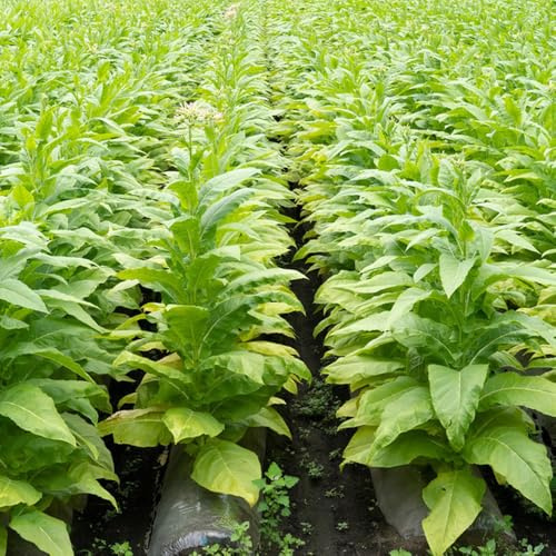 Semi di tabacco, Nicotiana tabacum, balcone del giardino acquistare di tabacco di al coperto da giardino per la copertura 600pcs