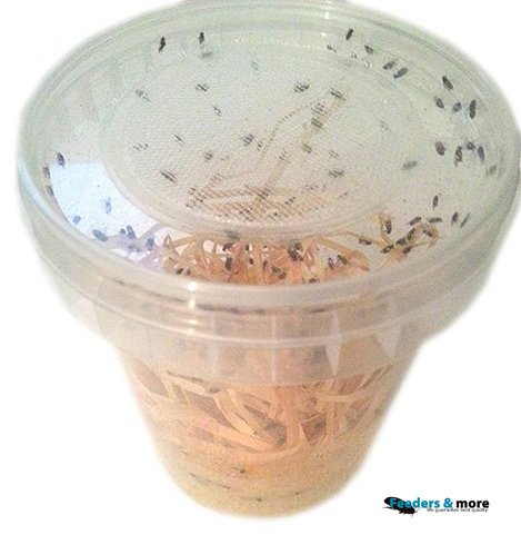 Feeders & more 1 Dose Drosophila groß Fruchtfliegen Zuchtansatz 500ml praktisch verpackt, Futterinsekten Futtertiere 1L/6,98EUR