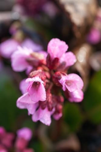 Bergenia cordifolia 'Rosi Klose' - Winterharte Garten-Bergenie, Blüte Rosa, Immergrün, Schneckenresistent P1