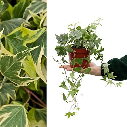 Large Yellow Variegated Hedera Helix - English Ivy Evergreen Shrub in 13cm Pot - Suitable for Indoor and Outdoor Use (3 Plants)