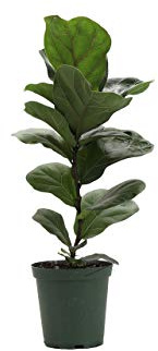 Thorsen's Greenhouse Ficus Lyrata, Fiddle Leaf Fig Plant, Live Indoor Plant, 6 Diameter, Green