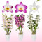 Orchideen Echte Pflanzen - Bambus Dendrobium Nobile Kollektion - 3 große Zimmerpflanzen aus Holland - 30-40 cm hoch - blühend und duftend (Nicht künstlich, ohne Dünger und Topf, keine Samen)