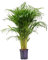Areca 100cm Exuberante Planta Natural en Maceta de 17 cm