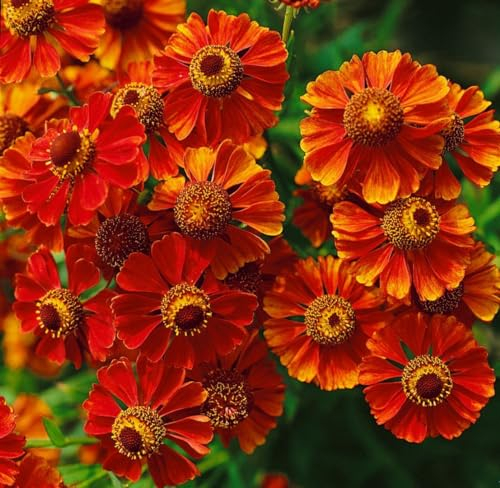 Helenium x cult. 'Flammendes Käthchen' ca. 11x11 cm Topf - Sonnenbraut, leuchtend rote Blüten, Blütezeit Juli-September, ideal für Beete, bienenfreundlich, pflegeleicht