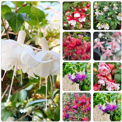 Fuchsiensamen Fuchsien - pflanzensamen zimmerpflanzen indoor garten hochbeet büropflanzen frühblüher gartendeko für draußen winterharte stauden für pralle sonne gartenkräuter 250samen