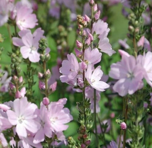 Plant World Seeds - Sidalcea Malviflora 'Elsie Heugh' Seeds (Perennial Flower Seeds)