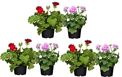 Geranios Naturales - Pack 6 Plantas - Flores de Calidad para Terraza y Jardín