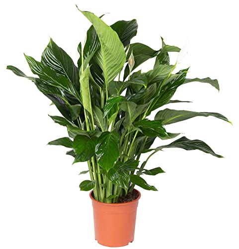 Einblatt 'Sweet Silvana', Topf-Ø 24 cm, Höhe ca. 90 cm