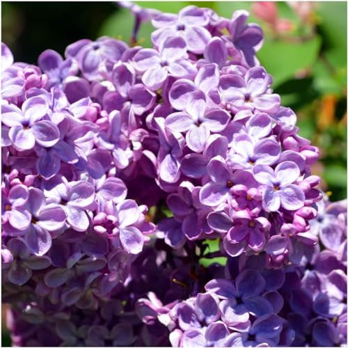 3 Common Lilac Shrubs/Trees 40-60cm, Fragant Purple Flowers, Syringa Vulgaris