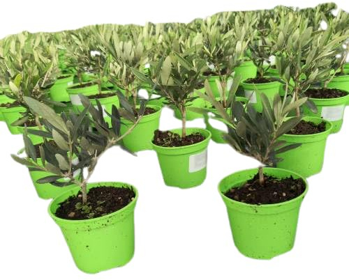 Mini Olivo Natural Regalo Perfecto para Amantes de las Plantas