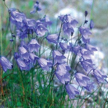 Semenze in vaso - Semi Campanula rotundifolia