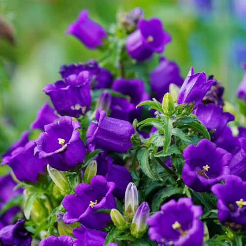 semillas de campanilla perenne - Campanula mediana - silvestres 200pcs