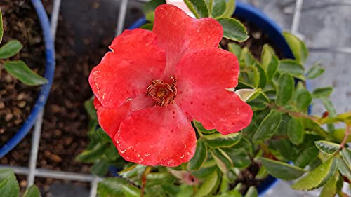 DECOROSIER ISALIA® 'NoaT1804' / Rosier paysager orange corail ISALIA® / Conteneur de 2 à 2.9 litres