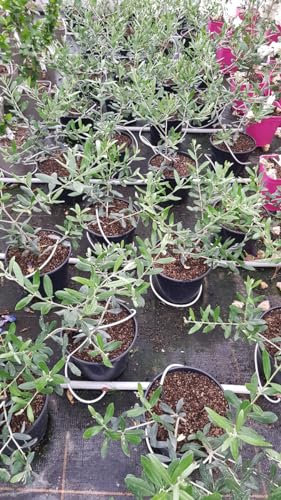 Olea europaea 'Olivière' / Olivier du Roussillon/Conteneur de 3 à 4 litres.