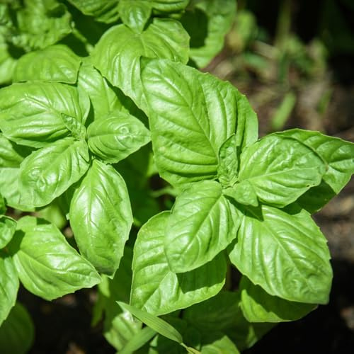 Semillas Albahaca orgánica - decorativas jardín resistentes exteriores 500pcs