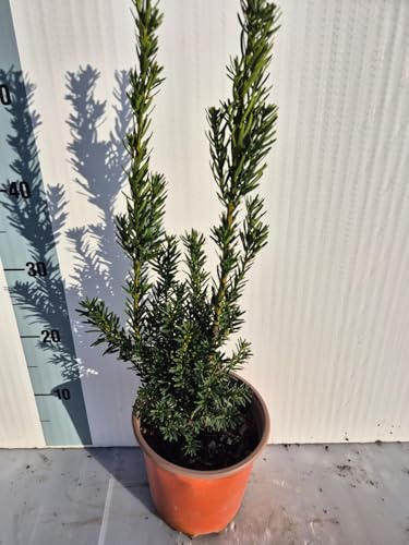Pianta Taxus x media ‘Hillii’ - Tasso Ornamentale Adatto Per Siepi - Vivai Giulian Giovani Piante