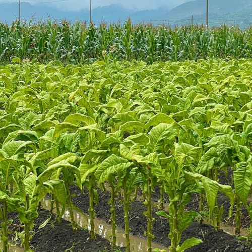 semi di tabacco, tabacco, letto rialzato Nicotiana tabacum - campo, biologici di copertura 300pcs