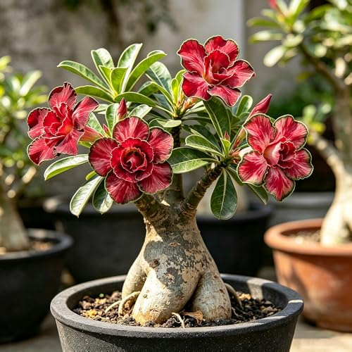Rizomi di rosa del deserto rosso - Rari balcone da interno 3bulbi
