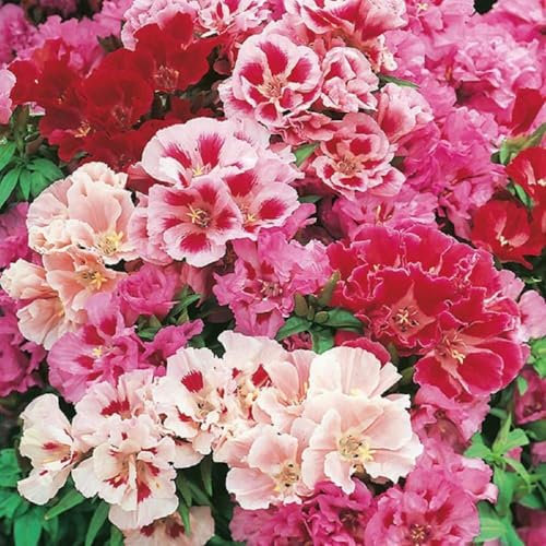 Buy4seeds 200 Seeds Godetia Azalea Double Mixed Bedding Plants Easy to Growing (200 Seeds)