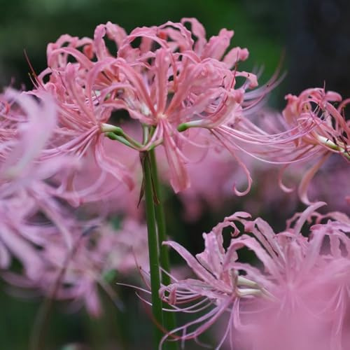lirio araña, lirios araña, lycoris - en de silvestres, lirio, Lycoris radiata rizoma decoración de jardín en balcón resistentes 14bulbos