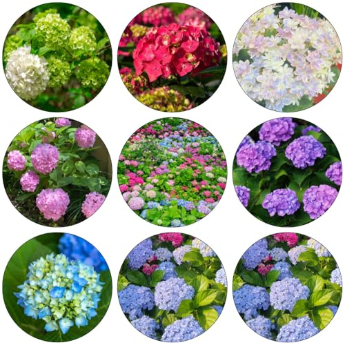 semi ortensia giardino di decorazione giardino balcone bonsái perenni resistenti interni selvatici balcone tagliati 200pcs