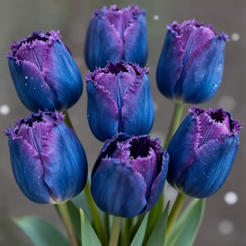 Winterharte Mehrjährige Tulpen rhizome – Herbstpflanzung, langblühend, innen & außen geeignet, Gedeihen in Töpfen-6 rhizome-F
