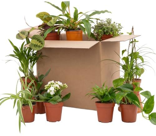 Bloomique - Assortiment de 12 - Coffret Seconde Chance - Coffret Surprise Durable - Plantes d'intérieur - Hauteur 20-40 cm - Pot 12 cm