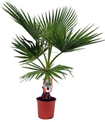 Washingtonia Robusta ± 110cm de Altura Palmera Natural