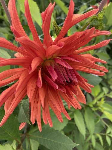 1 Tuber of Cactus Type Dahlia (Autumn Orange) Includes Postage