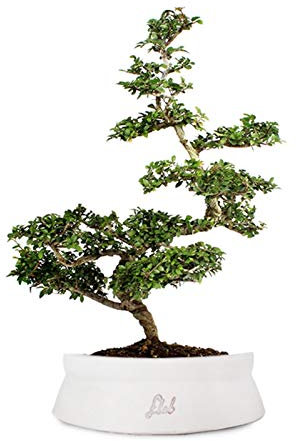 Bonsai di Zelkova Altezza 40 cm, Pianta Vera, per Interno ed Esterno, Vaso Artigianale di Terracotta - Bianco Space