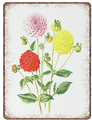 DAIERCY Red Pom Pom Dahlia Tin Signs, 1964 Vintage Botanical Yellow Dahlia Poster, Funny Metal Sign Plaqu Poster Wall Art Pub Bar Kitchen Garden Bathroom Home Decor, 30X40 cm