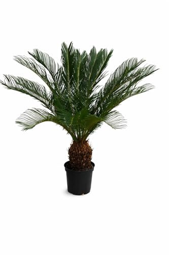 Cycas Revoluta 80–100 cm – exotisk sagopalmormbunke, lättskött inomhusväxt, perfekt för inomhusbruk