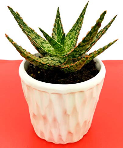 POWERS TO FLOWERS - ALOE JURASSIK IN VASO CERAMICA BIANCA, Pianta Vera