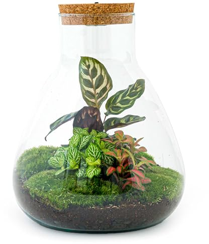 urbanjngl.com - Sam Calathea - Flaschengarten mit Licht - DIY Terrarium mit Pflanzen im Glas - Ø 24,5 cm ↑ 30 cm