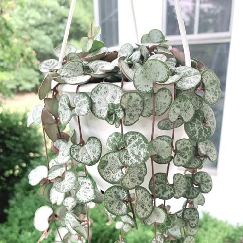 leuchterblume Ceropegia woodii - balkon deko kräutergarten blumensaat pflanzensamen winterharte kübelpflanzen pflanzendeko balkongarten blumensamen steingartenpflanzen winterhart 30samen